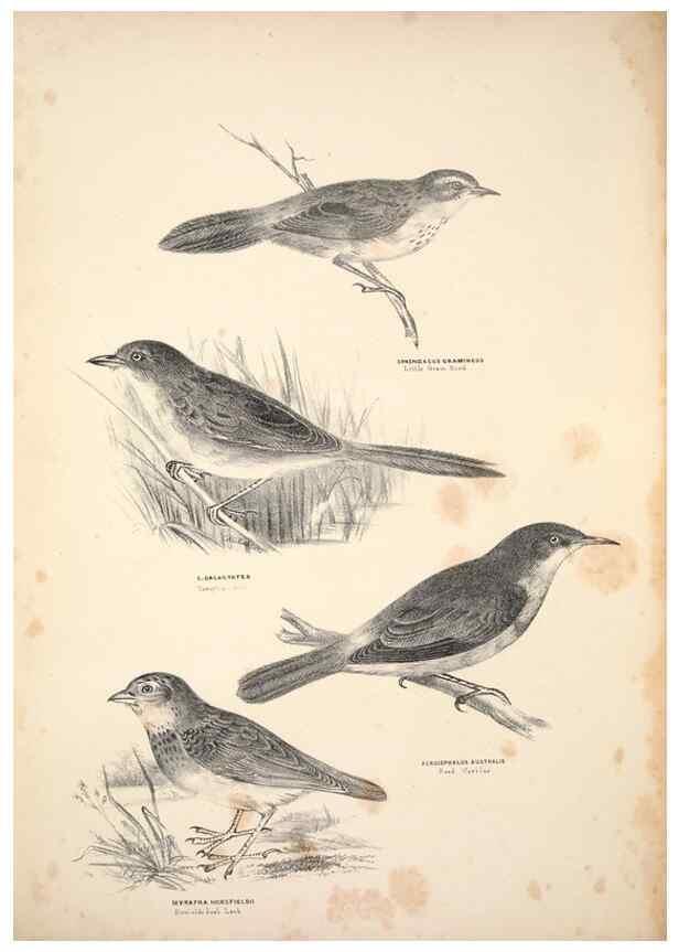 Reproducción/Reproduction 6943641581: Companion to Gould's Handbook; or, Synopsis of the birds of Australia.. Brisbane,Thorne & Greenwell,1877.