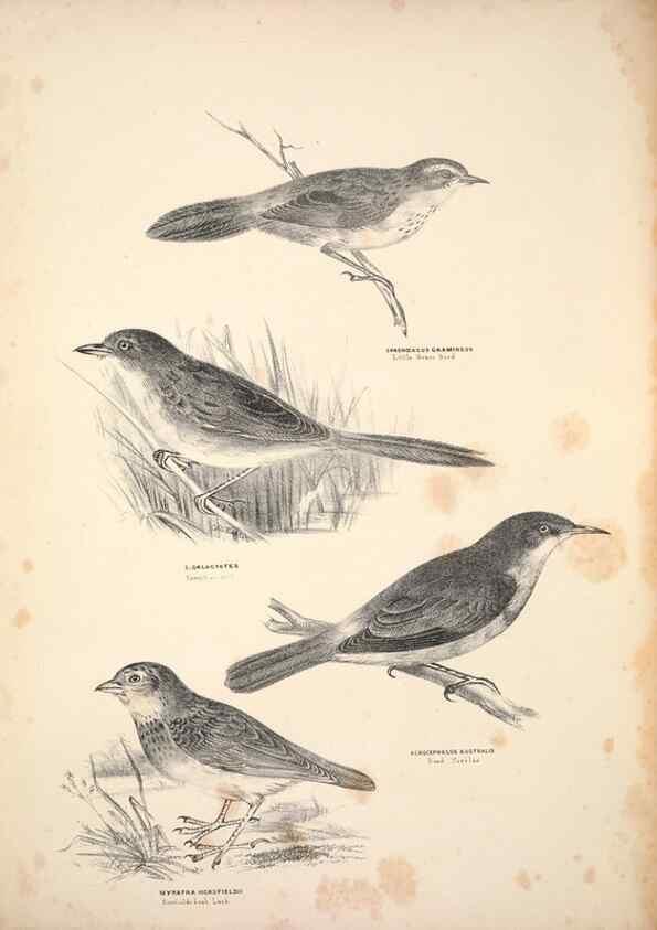 Reproducción/Reproduction 6943641581: Companion to Gould's Handbook; or, Synopsis of the birds of Australia.. Brisbane,Thorne & Greenwell,1877.