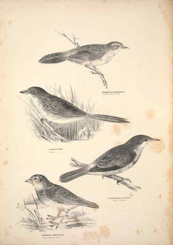 Reproducción/Reproduction 6943641581: Companion to Gould's Handbook; or, Synopsis of the birds of Australia.. Brisbane,Thorne & Greenwell,1877.