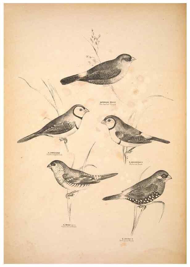 Reproducción/Reproduction 6943642751: Companion to Gould's Handbook; or, Synopsis of the birds of Australia.. Brisbane,Thorne & Greenwell,1877.