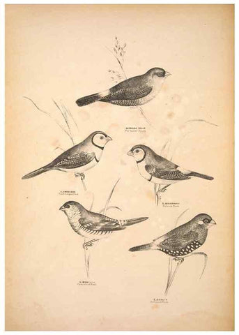 Reproducción/Reproduction 6943642751: Companion to Gould's Handbook; or, Synopsis of the birds of Australia.. Brisbane,Thorne & Greenwell,1877.