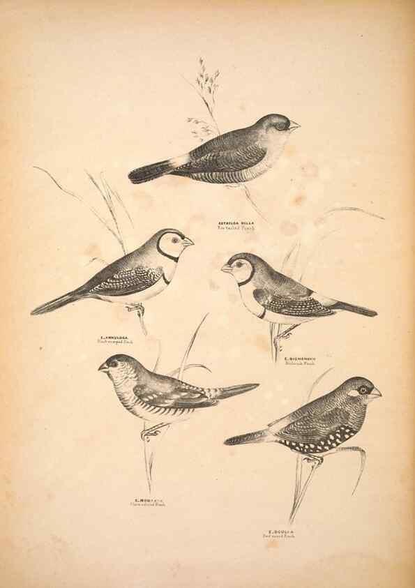 Reproducción/Reproduction 6943642751: Companion to Gould's Handbook; or, Synopsis of the birds of Australia.. Brisbane,Thorne & Greenwell,1877.