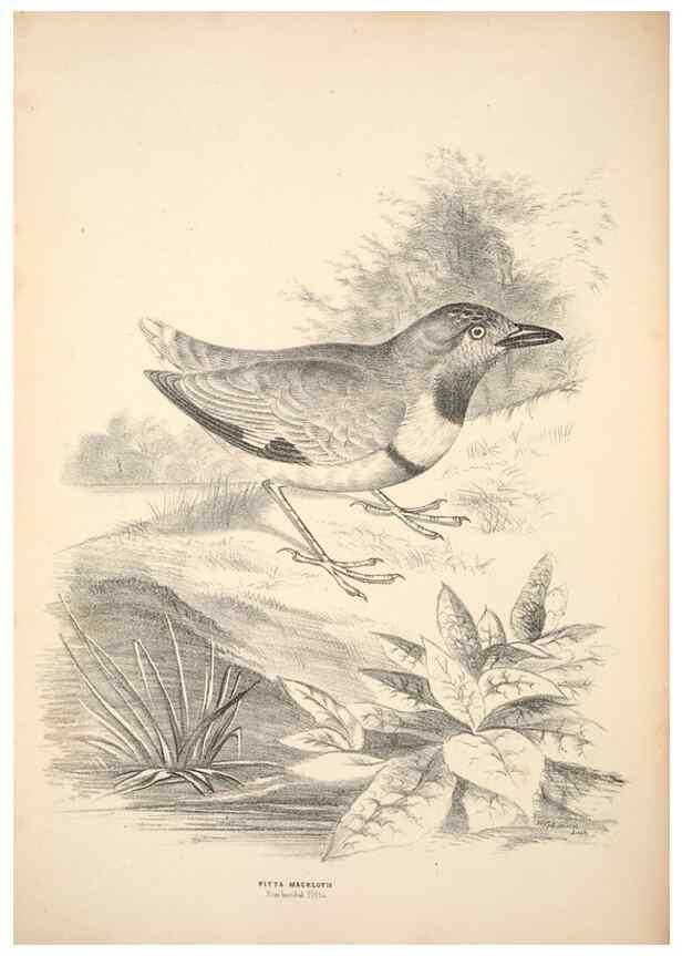 Reproducción/Reproduction 6797527416: Companion to Gould's Handbook; or, Synopsis of the birds of Australia.. Brisbane,Thorne & Greenwell,1877.