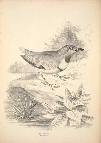 Reproducción/Reproduction 6797527416: Companion to Gould's Handbook; or, Synopsis of the birds of Australia.. Brisbane,Thorne & Greenwell,1877.