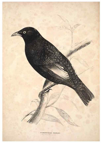 Reproducción/Reproduction 6943644211: Companion to Gould's Handbook; or, Synopsis of the birds of Australia.. Brisbane,Thorne & Greenwell,1877.