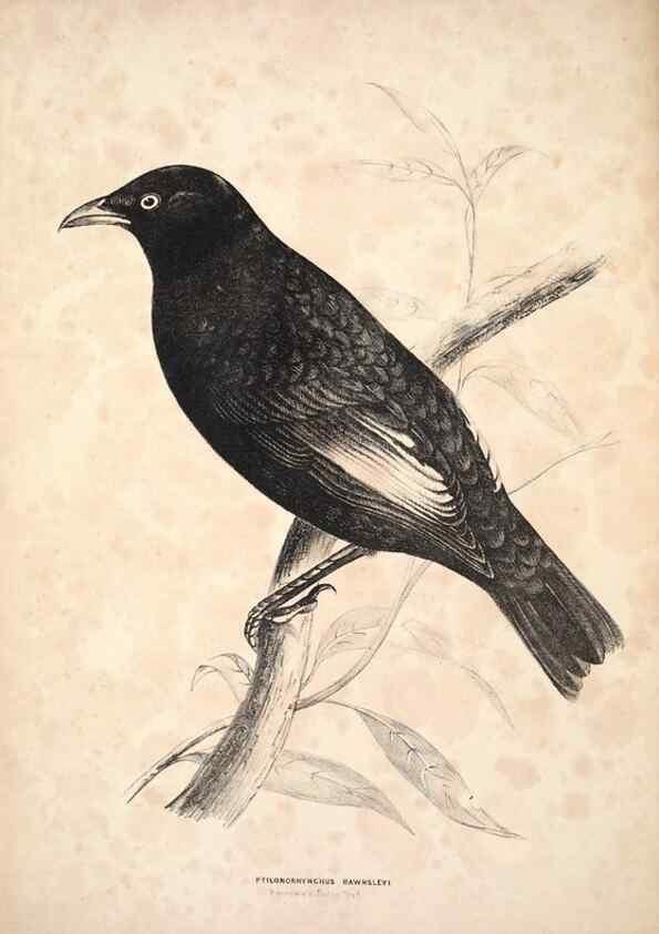 Reproducción/Reproduction 6943644211: Companion to Gould's Handbook; or, Synopsis of the birds of Australia.. Brisbane,Thorne & Greenwell,1877.