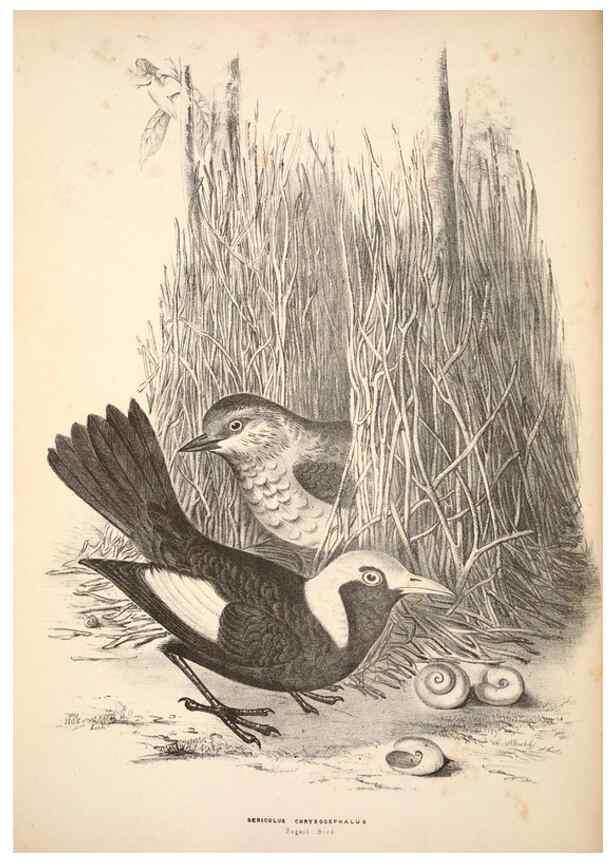 Reproducción/Reproduction 6797528902: Companion to Gould's Handbook; or, Synopsis of the birds of Australia.. Brisbane,Thorne & Greenwell,1877.