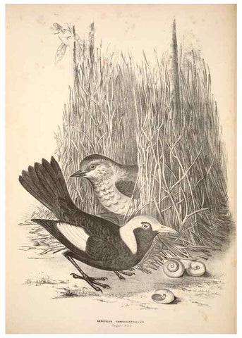 Reproducción/Reproduction 6797528902: Companion to Gould's Handbook; or, Synopsis of the birds of Australia.. Brisbane,Thorne & Greenwell,1877.