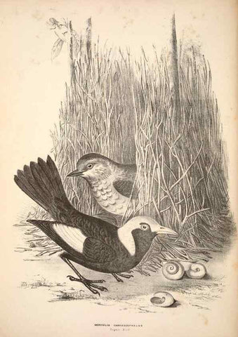 Reproducción/Reproduction 6797528902: Companion to Gould's Handbook; or, Synopsis of the birds of Australia.. Brisbane,Thorne & Greenwell,1877.