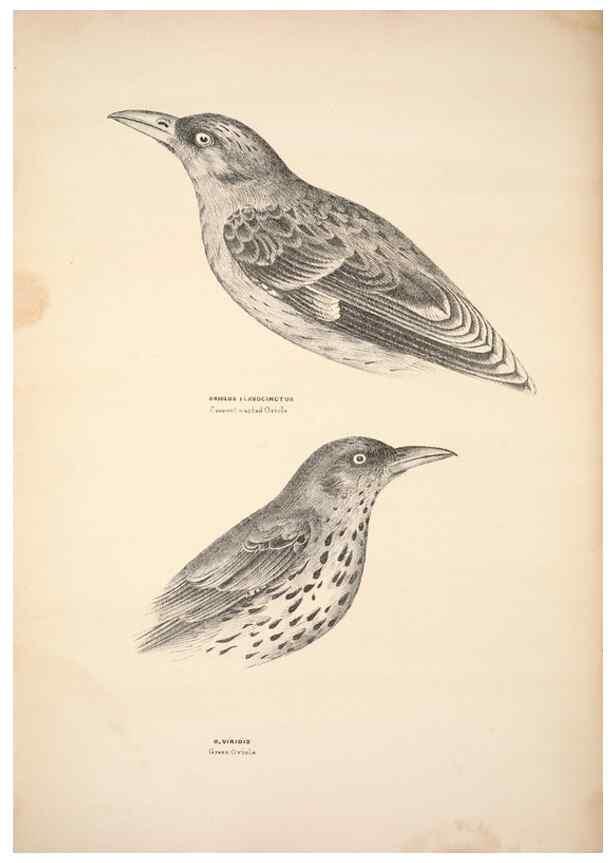 Reproducción/Reproduction 6797529400: Companion to Gould's Handbook; or, Synopsis of the birds of Australia.. Brisbane,Thorne & Greenwell,1877.