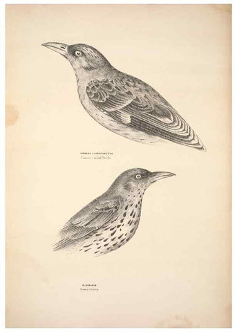 Reproducción/Reproduction 6797529400: Companion to Gould's Handbook; or, Synopsis of the birds of Australia.. Brisbane,Thorne & Greenwell,1877.