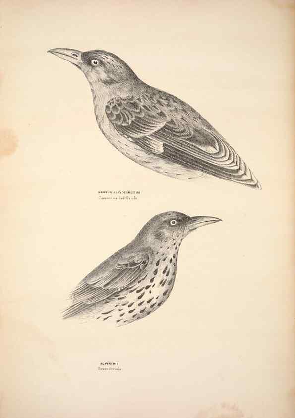 Reproducción/Reproduction 6797529400: Companion to Gould's Handbook; or, Synopsis of the birds of Australia.. Brisbane,Thorne & Greenwell,1877.