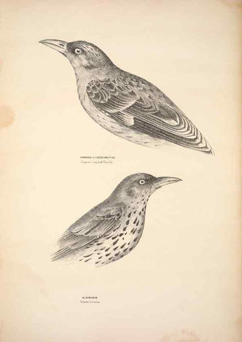 Reproducción/Reproduction 6797529400: Companion to Gould's Handbook; or, Synopsis of the birds of Australia.. Brisbane,Thorne & Greenwell,1877.