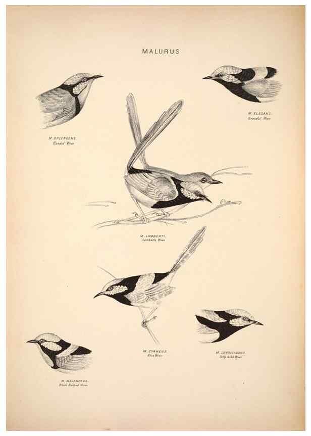 Reproducción/Reproduction 6797524496: Companion to Gould's Handbook; or, Synopsis of the birds of Australia.. Brisbane,Thorne & Greenwell,1877.
