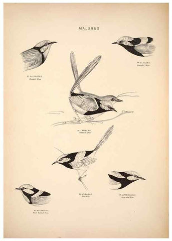 Reproducción/Reproduction 6797524496: Companion to Gould's Handbook; or, Synopsis of the birds of Australia.. Brisbane,Thorne & Greenwell,1877.