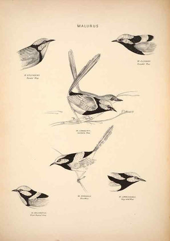 Reproducción/Reproduction 6797524496: Companion to Gould's Handbook; or, Synopsis of the birds of Australia.. Brisbane,Thorne & Greenwell,1877.