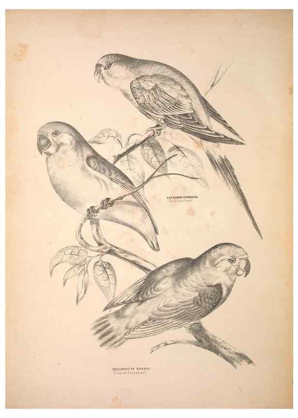Reproducción/Reproduction 6797541498: Companion to Gould's Handbook; or, Synopsis of the birds of Australia.. Brisbane,Thorne & Greenwell,1877.
