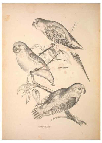 Reproducción/Reproduction 6797541498: Companion to Gould's Handbook; or, Synopsis of the birds of Australia.. Brisbane,Thorne & Greenwell,1877.