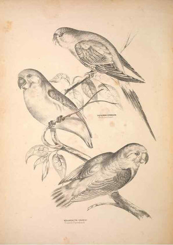 Reproducción/Reproduction 6797541498: Companion to Gould's Handbook; or, Synopsis of the birds of Australia.. Brisbane,Thorne & Greenwell,1877.