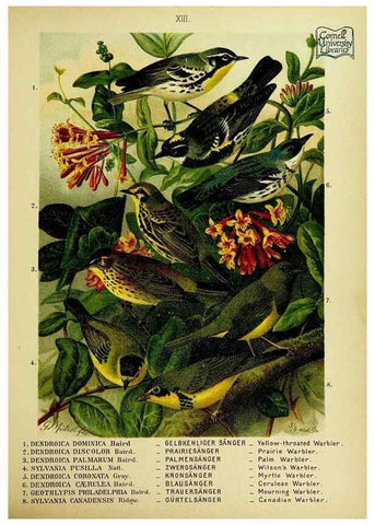 Reproducción/Reproduction 6916122679: Our native birds of song and beauty,. Milwaukee,G. Brumder,1893-96.