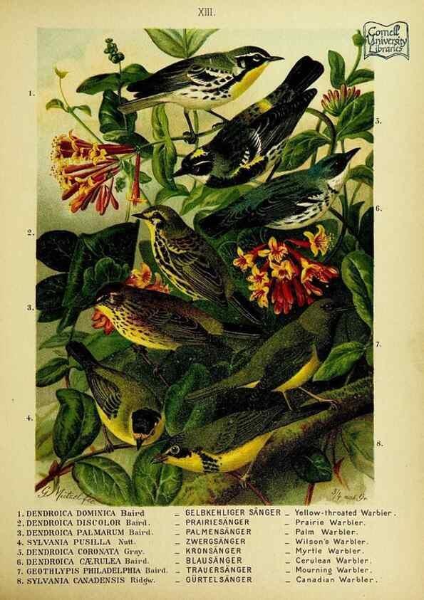 Reproducción/Reproduction 6916122679: Our native birds of song and beauty,. Milwaukee,G. Brumder,1893-96.