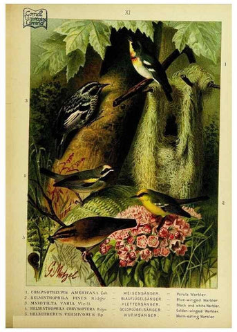 Reproducción/Reproduction 6916120691: Our native birds of song and beauty,. Milwaukee,G. Brumder,1893-96.