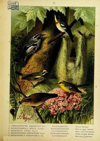 Reproducción/Reproduction 6916120691: Our native birds of song and beauty,. Milwaukee,G. Brumder,1893-96.