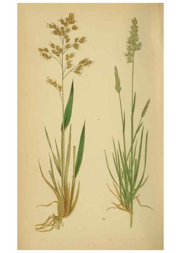 Reproducción/Reproduction 6869552191: A natural history of British grasses.. London,Groombridge,1858.
