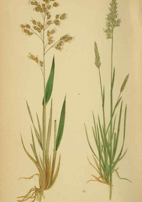 Reproducción/Reproduction 6869552191: A natural history of British grasses.. London,Groombridge,1858.