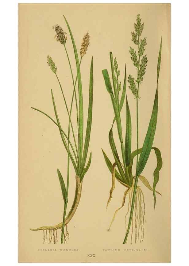 Reproducción/Reproduction 6869553193: A natural history of British grasses.. London,Groombridge,1858.