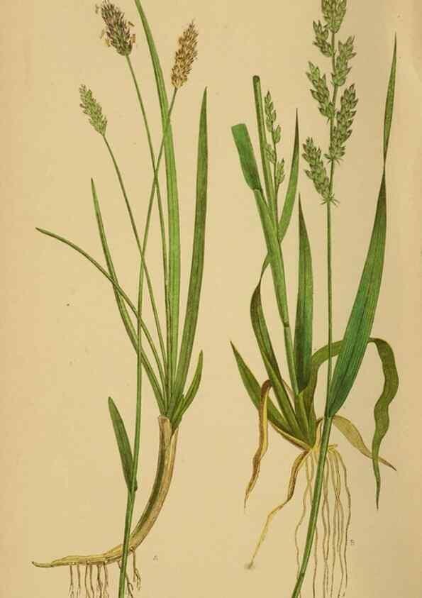 Reproducción/Reproduction 6869553193: A natural history of British grasses.. London,Groombridge,1858.