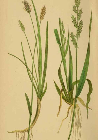 Reproducción/Reproduction 6869553193: A natural history of British grasses.. London,Groombridge,1858.