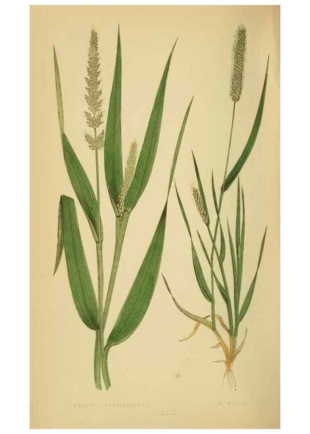 Reproducción/Reproduction 6869554209: A natural history of British grasses.. London,Groombridge,1858.