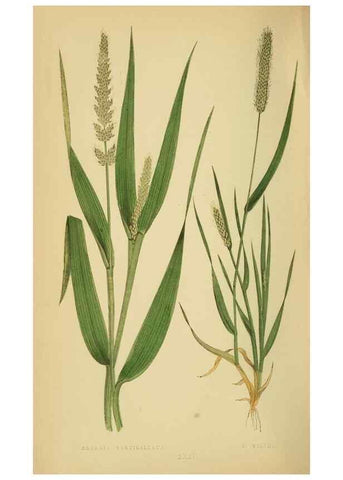 Reproducción/Reproduction 6869554209: A natural history of British grasses.. London,Groombridge,1858.