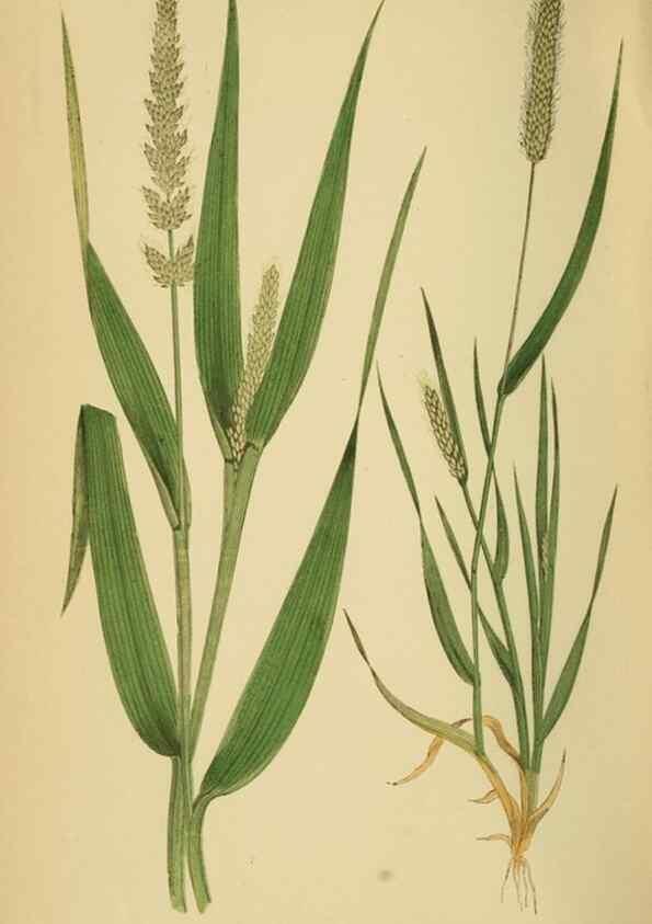 Reproducción/Reproduction 6869554209: A natural history of British grasses.. London,Groombridge,1858.