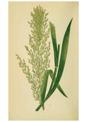 Reproducción/Reproduction 6869555029: A natural history of British grasses.. London,Groombridge,1858.