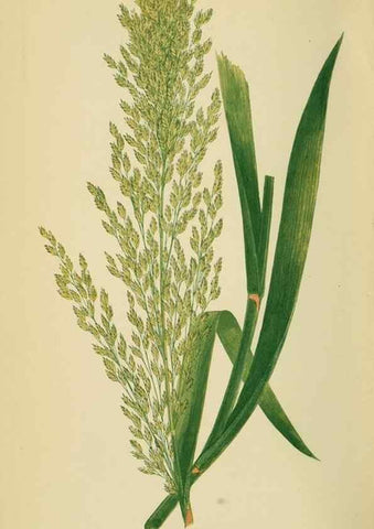 Reproducción/Reproduction 6869555029: A natural history of British grasses.. London,Groombridge,1858.