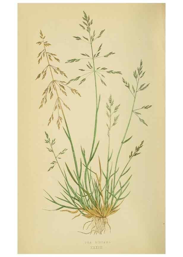 Reproducción/Reproduction 6869555755: A natural history of British grasses.. London,Groombridge,1858.