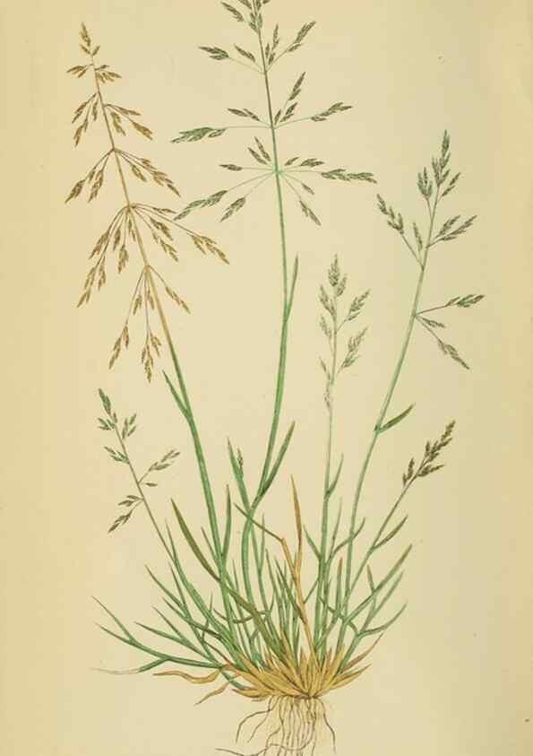 Reproducción/Reproduction 6869555755: A natural history of British grasses.. London,Groombridge,1858.