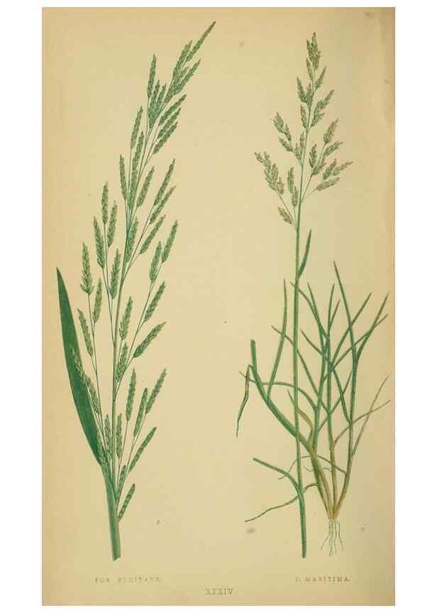 Reproducción/Reproduction 6869556703: A natural history of British grasses.. London,Groombridge,1858.