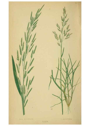 Reproducción/Reproduction 6869556703: A natural history of British grasses.. London,Groombridge,1858.
