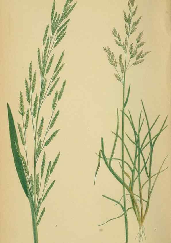 Reproducción/Reproduction 6869556703: A natural history of British grasses.. London,Groombridge,1858.
