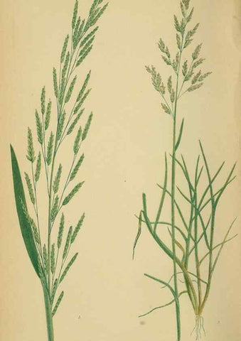 Reproducción/Reproduction 6869556703: A natural history of British grasses.. London,Groombridge,1858.