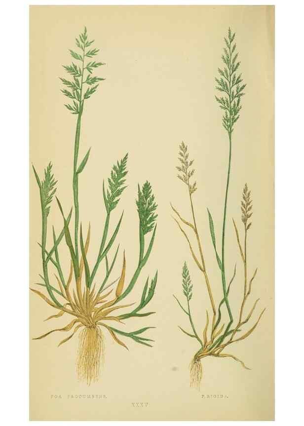 Reproducción/Reproduction 6869557583: A natural history of British grasses.. London,Groombridge,1858.