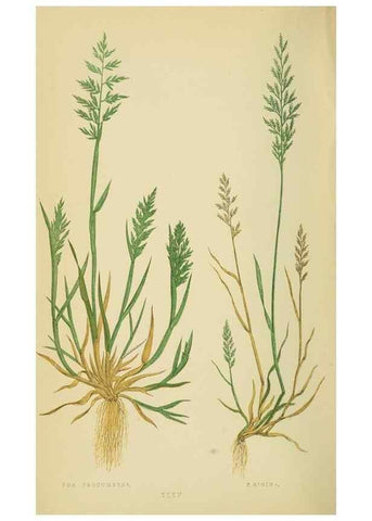 Reproducción/Reproduction 6869557583: A natural history of British grasses.. London,Groombridge,1858.