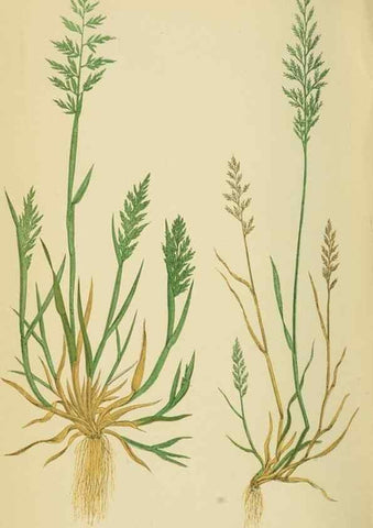 Reproducción/Reproduction 6869557583: A natural history of British grasses.. London,Groombridge,1858.