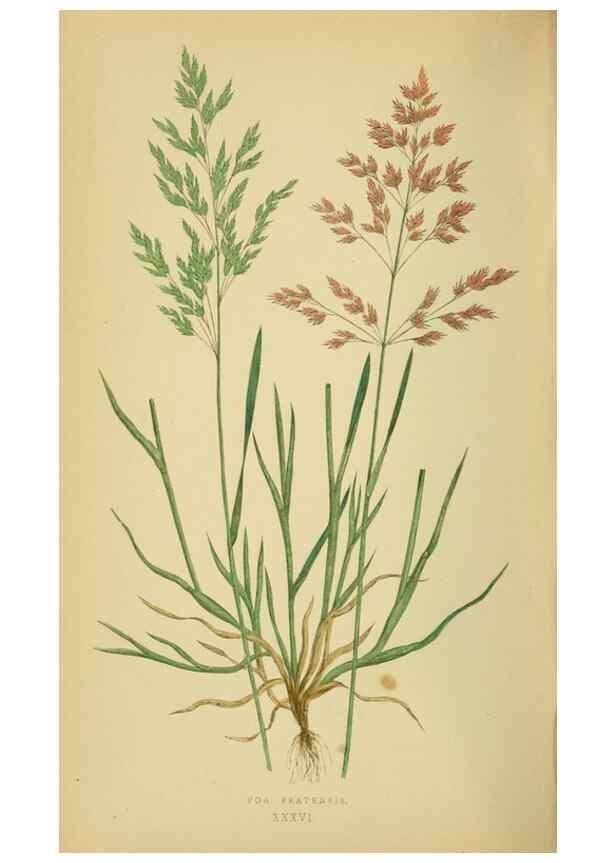 Reproducción/Reproduction 6869558331: A natural history of British grasses.. London,Groombridge,1858.