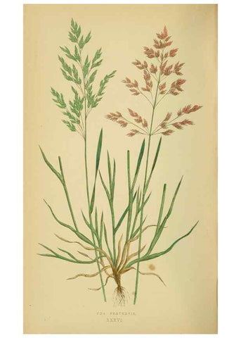 Reproducción/Reproduction 6869558331: A natural history of British grasses.. London,Groombridge,1858.