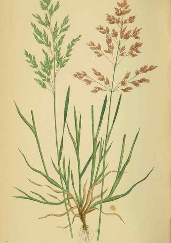 Reproducción/Reproduction 6869558331: A natural history of British grasses.. London,Groombridge,1858.