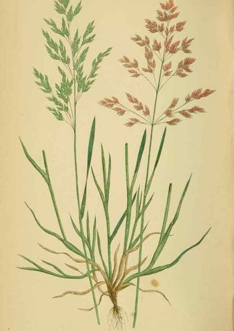 Reproducción/Reproduction 6869558331: A natural history of British grasses.. London,Groombridge,1858.